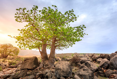 Baobabtree growing in wadi Hinna near Salalah, Omanの写真素材