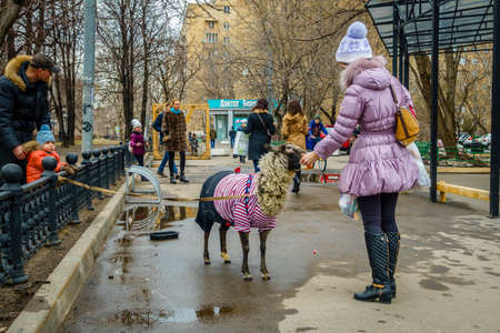 MOSCOW, RUSSIA - APRIL 4, 2015: Sheep named Tolik is getting a treat near Khachapuri Georgian restaurant in downtown Moscowのeditorial素材