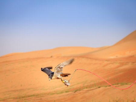 Training of Peregrine Falcon for tradtional hunting in Dubai Desert Conservation Reserve, UAE