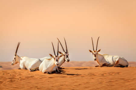 Oryxes or Arabian antelopes in the Desert Conservation Reserve near Dubai, UAEの写真素材