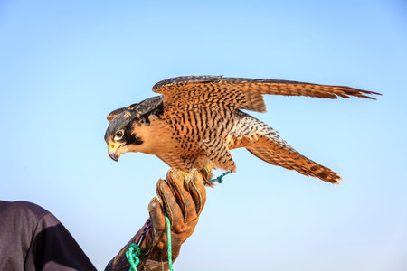 Portrait of Peregrine Falcon on a trainer's gloveの写真素材