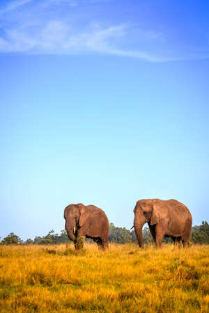 Young rescued elephants in Knysna Elephant Park, South Africaの写真素材