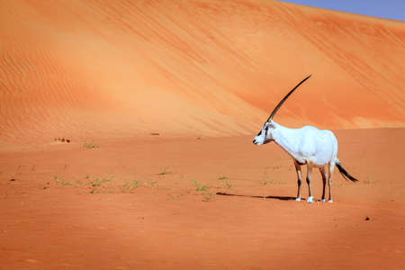 Oryx or Arabian antelope in the Desert Conservaion Reserve near Dubai, UAEの写真素材