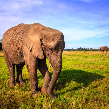 Young rescued elephant in Knysna Elephant Park, South Africaの写真素材