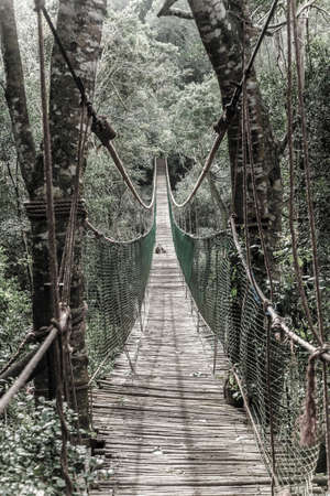 Long hanging bridge at primate rescue center near Plettenberg Bay, South Africaの写真素材