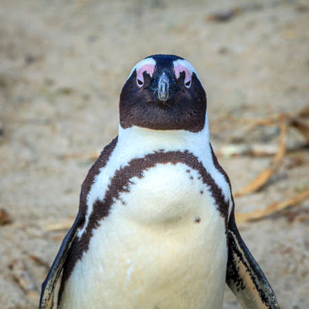 African Penguin at Boulder Beach in Simon's Town, South Africaの写真素材