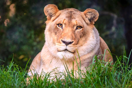 White lioness resting at wildlife sanctuary near Plettenberg Bay, South Africaの写真素材