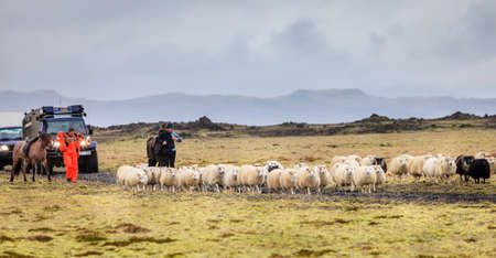 Southern Iceland, September 14, 2013: local farmers are herding sheep at the end of summer in Southern Icelandのeditorial素材
