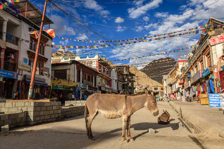 Leh, Ladakh, India, July 12, 2016: donkey standing in the middle of main shopping street in Leh, Ladakh district of Kashmir, Indiaのeditorial素材