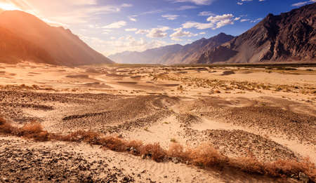 Sand dunes in Nubra Valley in Ladakh, Kashmir, Indiaの写真素材
