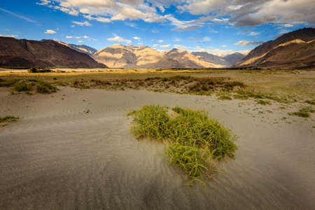 Sand dunes in Nubra Valley in Ladakh, Kashmir, Indiaの写真素材