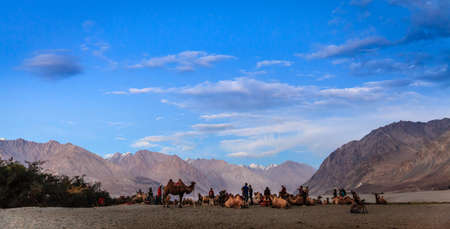 Nubra Valley, Ladakh, Kashmir, Inida, July 13, 2016: Camel hurders and tourists in Nubra Valley, Ladakh district of Kashmir, Indiaのeditorial素材
