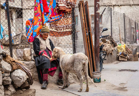 Leh, Ladakh, India, July 12, 2016: elderly woman in feeding a sheep on the street in the city of Leh, Ladakh district of Kashmir, Indiaのeditorial素材