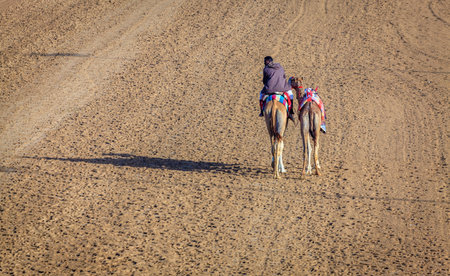 Dubai, United Arab Emirates - March 25, 2016: Camel handler  at Dubai Race Track, UAEのeditorial素材