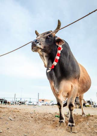 Bulls are tied as they await their turn to fight in traditional bull fighting in Fujairah, UAEの写真素材