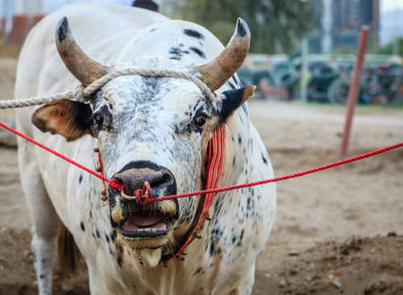 Bulls are tied as they await their turn to fight in traditional bull fighting in Fujairah, UAEの写真素材