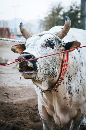 Bulls are tied as they await their turn to fight in traditional bull fighting in Fujairah, UAEの写真素材