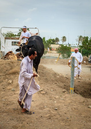 Fujairah, UAE, April 1, 2016: local people bring bulls for traditional bull fighting in Fujairah,...