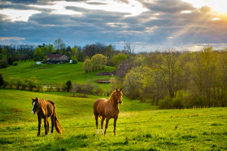 Beautiful chestnut horses on a farm in Central Kentucky at sunset