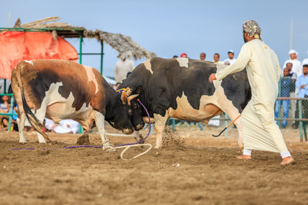 Fujairah, UAE, April 1, 2016: bulls are fighting in a traditional event in Fujairah, UAEのeditorial素材