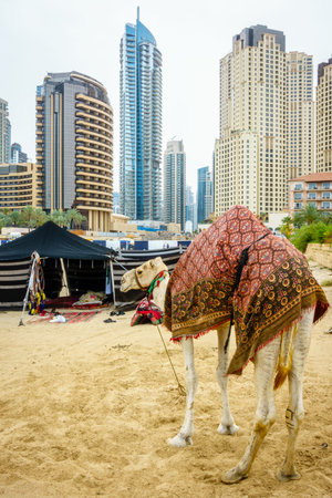 Camel on the Beach at Jumeirah Beach Residence in Dubaiのeditorial素材