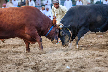Fujairah, UAE, April 1, 2016: bulls are fighting in a traditional event in Fujairah, UAEのeditorial素材