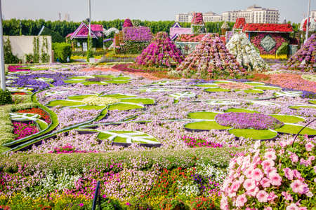 Dubai, UAE, January 22, 2016: Miracle Garden is one of the main tourist attractions in Dubai, UAEのeditorial素材