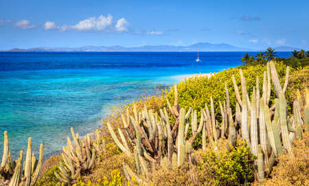 Seaside view from a small island in BVI with cacti in the foregroundの写真素材
