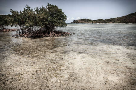 Mangroves in a bay on an island in BVIの写真素材