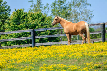 Beautiful palomino mare on a farm in Central Kentuckyの写真素材