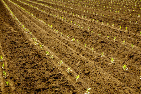 Freshly planted tobacco sprouts in the field in Central Kentucky