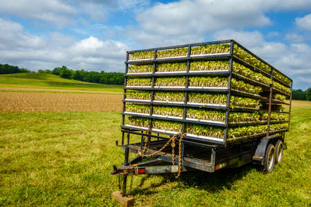 Trailer with tobacco sprouts ready for plantingの写真素材