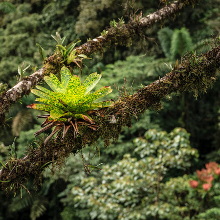 Bromeliad plants are growing on tree branches in rainforest in Costa Rica