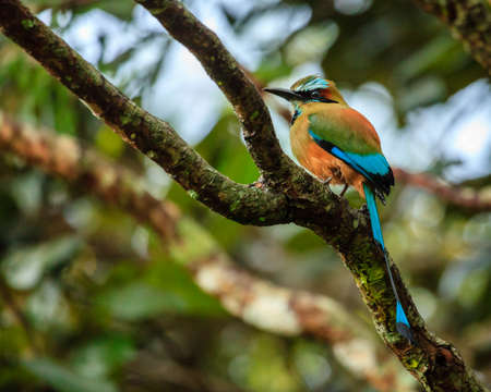 Turquoise-browed motmot (Eumomota superciliosa) in Rincon de la Vieja National Park in Costa Ricaの写真素材