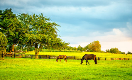 Two horses grazing on a farm in Central Kentucky