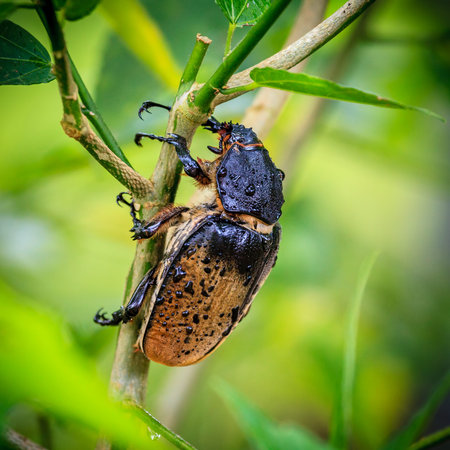 Close-up image of a female Rhinoceros Beetle in tropical forest in Costa Rica