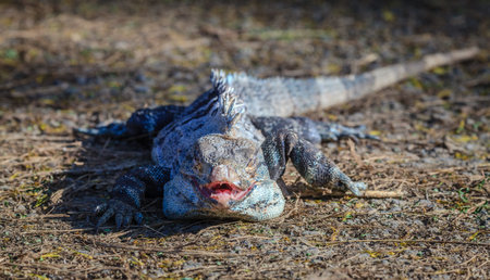 Close-up image of a black iguana in Costa Rica