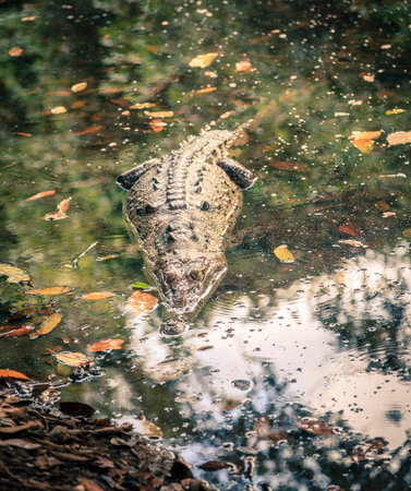 Close-up image of a large crocodile in a shallow lagoon in Manuel Antonio National Park in Costa...