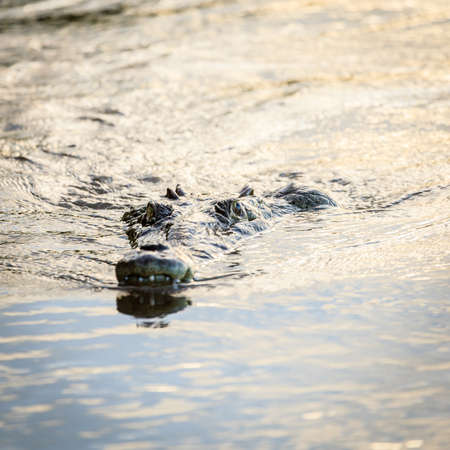 Crocodile swimming in the River Tarcoles in Costa Ricaの写真素材