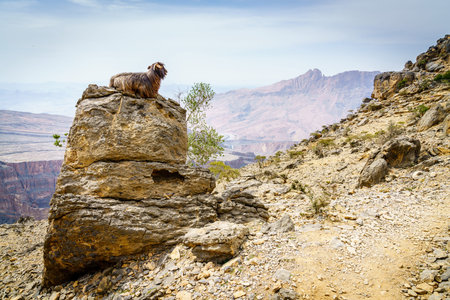 Arabian tahr or mountain goat resting on a rock at Jebel Shams in Omanの写真素材
