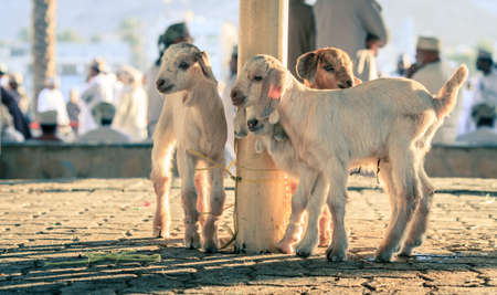 Young goats on display at goat market in Nizwa, Omanの写真素材