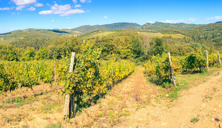 Rows of harvested grape vines in a vineyard in Tuscany, Italy o