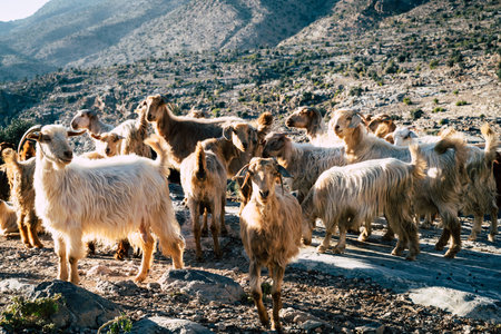Herd of goats near a small village on Jebel Akhdar mountain in Omanの写真素材