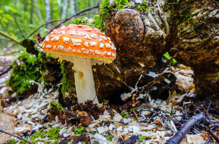 Close-up image of an amanita mushroom in forest in Russia
