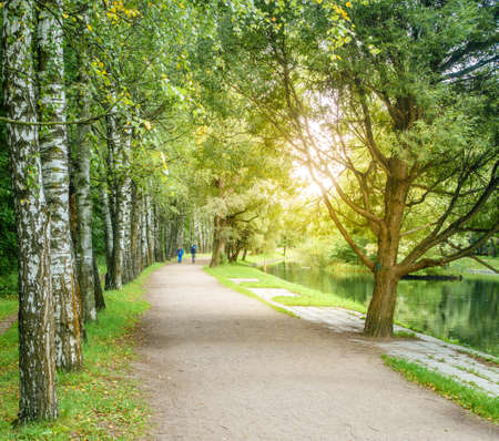 Birch lined alley in a park in Moscow, Russia in early fallの写真素材