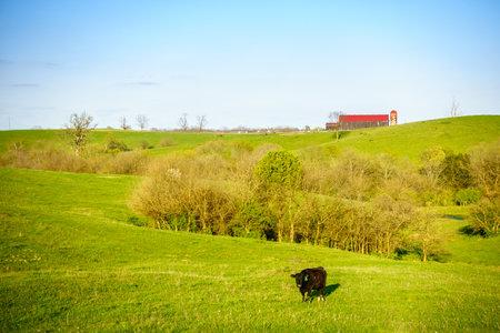 A black cow on a pasture in Central Kentuckyの写真素材