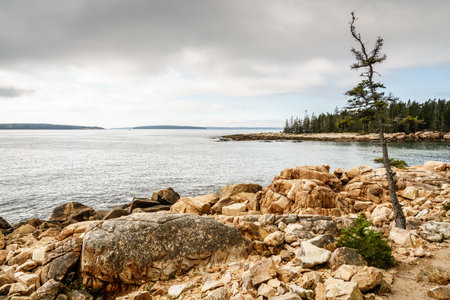 Rocky coastline in Acadia National Park in Maineの写真素材