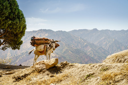 Pack mule on a ridge in the mountains of Shirkent National Park in Tajikistanの写真素材
