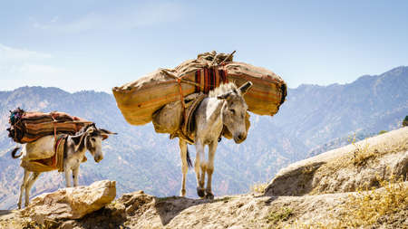 Two pack mules on a ridge in the mountains of Shirkent National Park in Tajikistanの写真素材