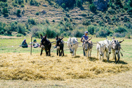 August 27, 2016, A boy guides donkeys walking on spread hay  near Lake Iskanderkul in Tajikistanのeditorial素材